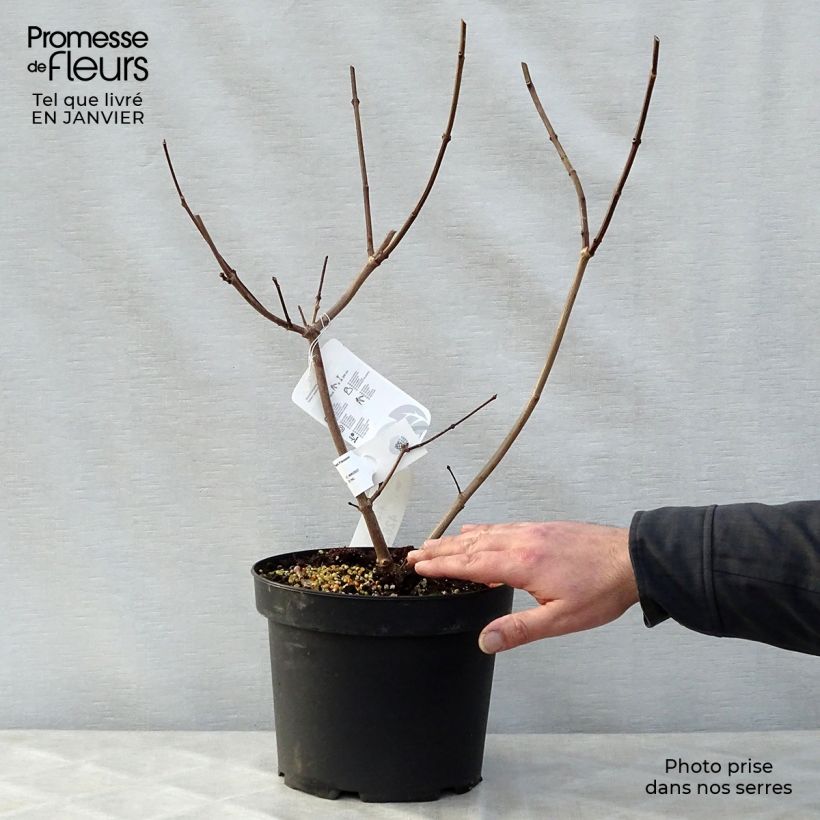 Exemplar von Calycanthus raulstonii Hartlage Wine - Gewürzstrauch Topf mit 3L/4L wie im Winter geliefert