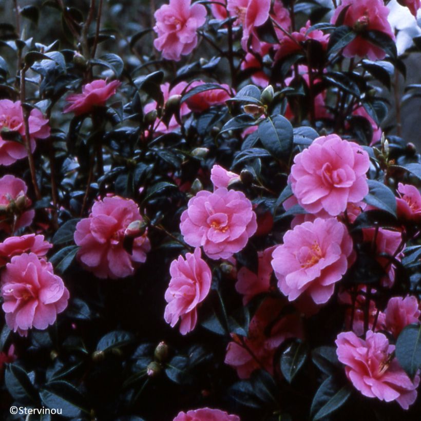 Camellia reticulata Inspiration - Kamelie (Hafen)