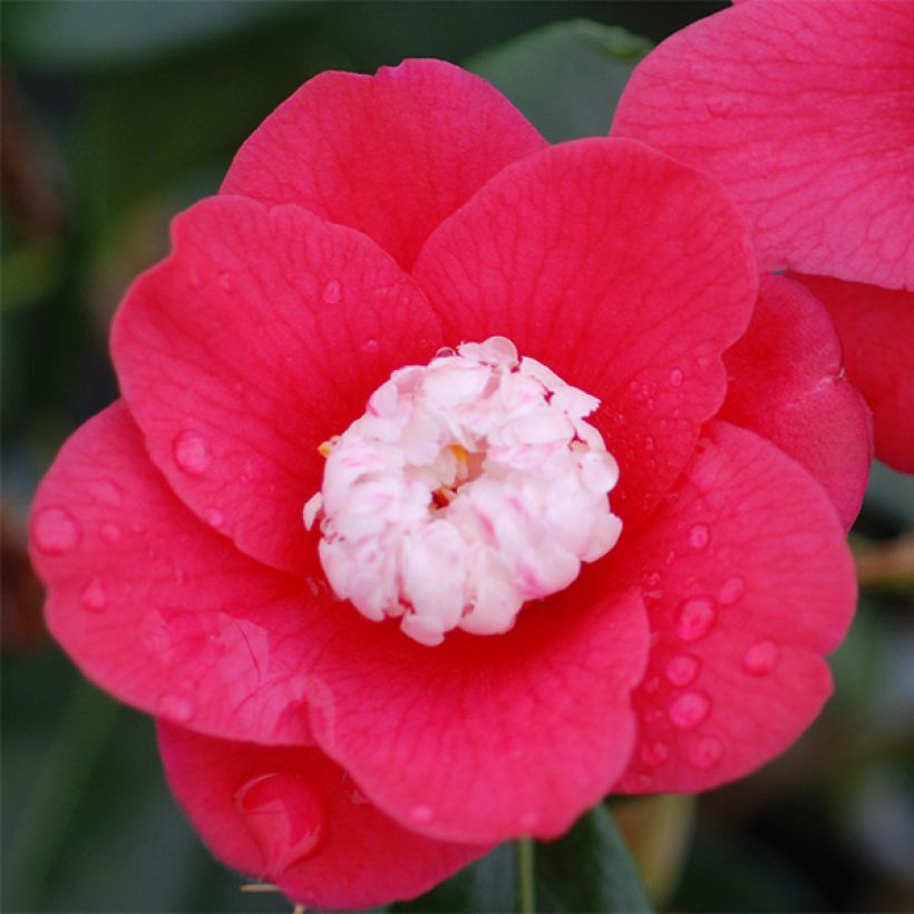 Camellia Marshmallow - Japanische Kamelie (Flowering)