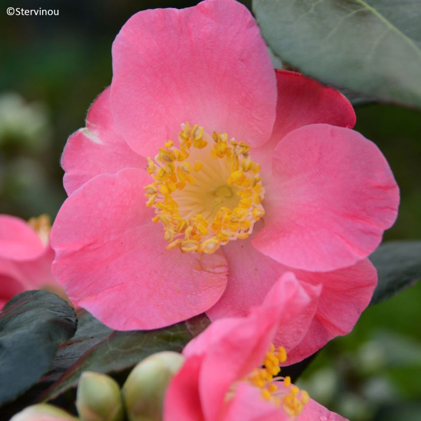 Camellia Ville du Havre - Japanische Kamelie (Blüte)