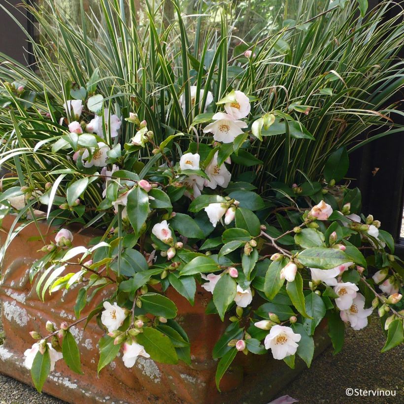 Camellia Quintessence - Kamelie (Hafen)