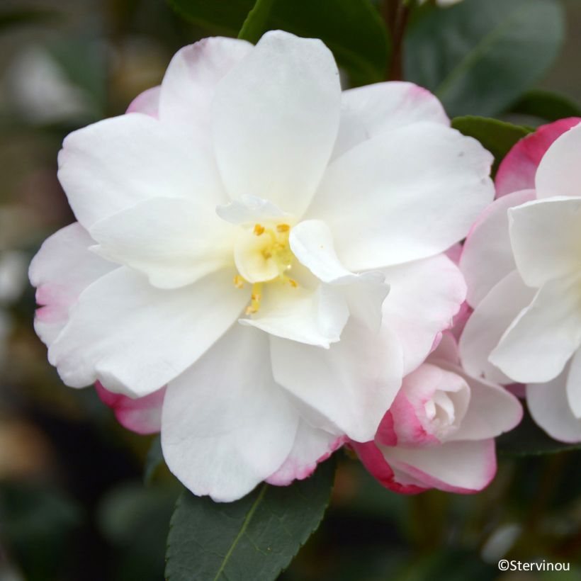 Camellia sasanqua Blush – Herbstblühende Kamelie (Blüte)