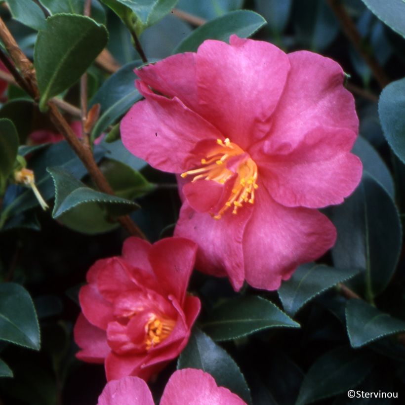 Camellia sasanqua Hiryu - Herbstblühende Kamelie (Blüte)