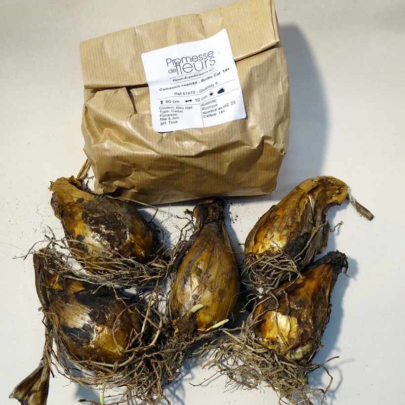 Example of Camassia cusickii - Prärielilie Box size 14+ as you get
