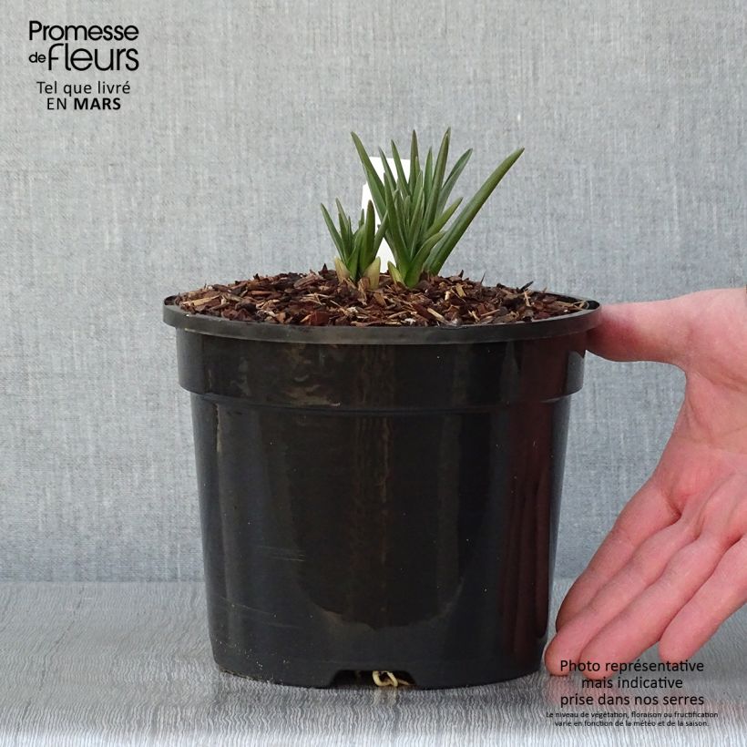 Example of Camassia cusickii - Prärielilie Topf mit 2L/3L as you get in hiver