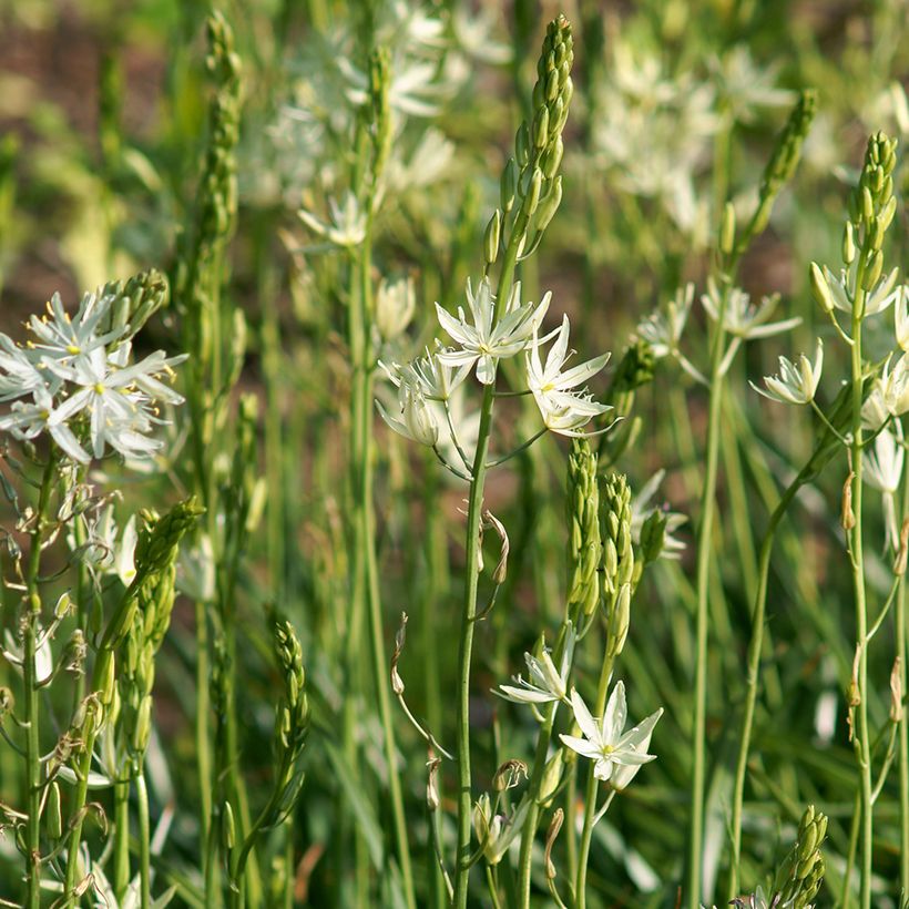 Camassia leichtlinii Alba - Prärielilie (Plant habit)