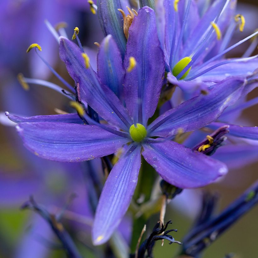 Camassia leichtlinii subsp. suksdorfii Caerulea - Prärielilie (Flowering)