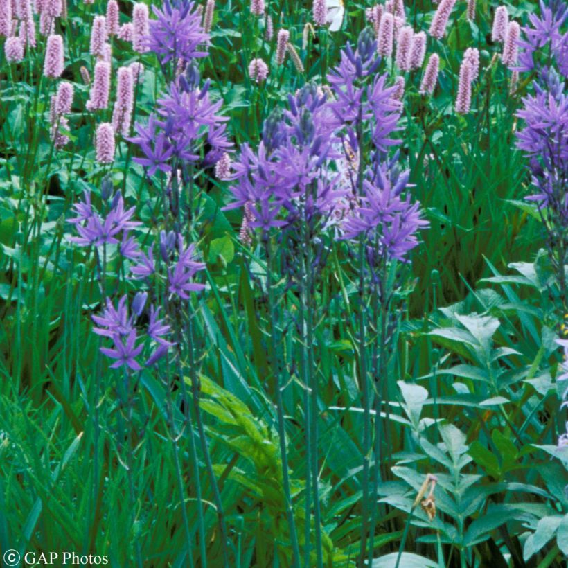 Camassia quamash - Prärielilie (Plant habit)