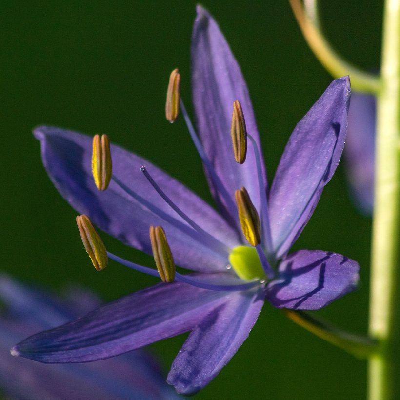 Camassia quamash - Prärielilie (Flowering)