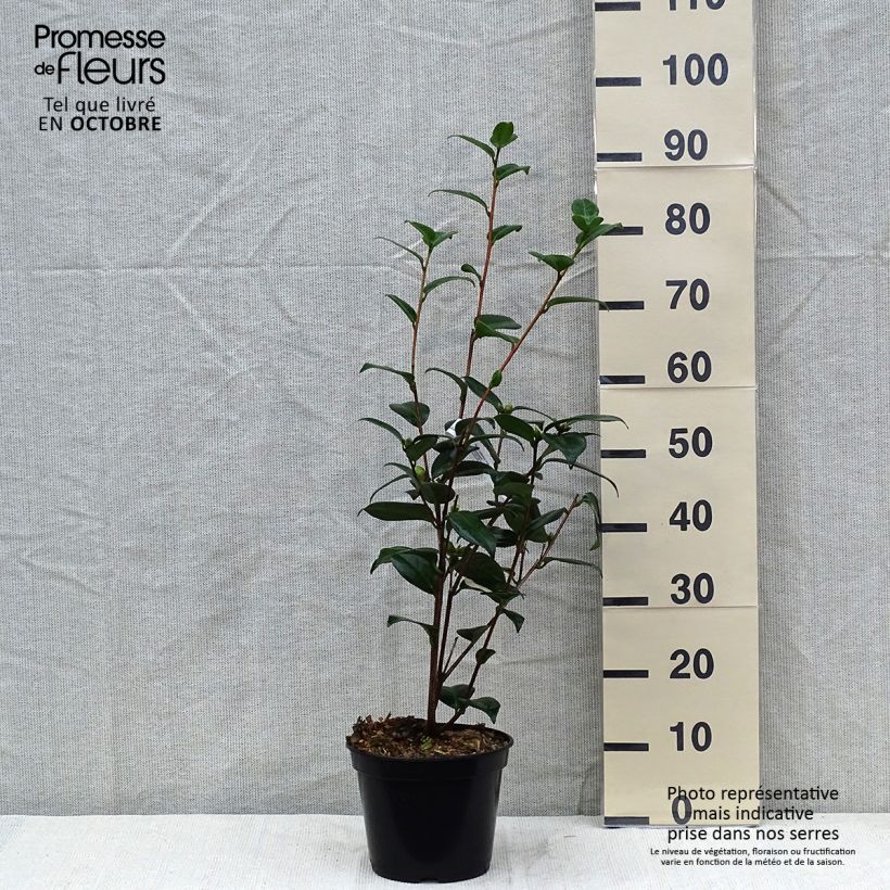 Example of Camellia Adolphe Audusson - Japanische Kamelie Topf mit 4L/5L as you get in automne