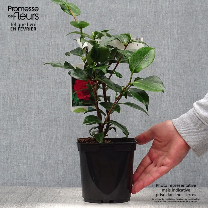 Example of Camellia Blood of China - Japanische Kamelie Topf mit 2L/3L as you get in automne