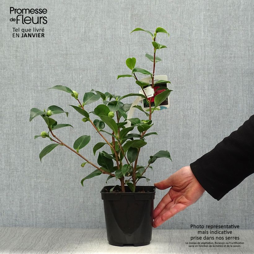 Exemplar von Camellia Blood of China - Japanische Kamelie Topf mit 2L/3L wie im Winter geliefert