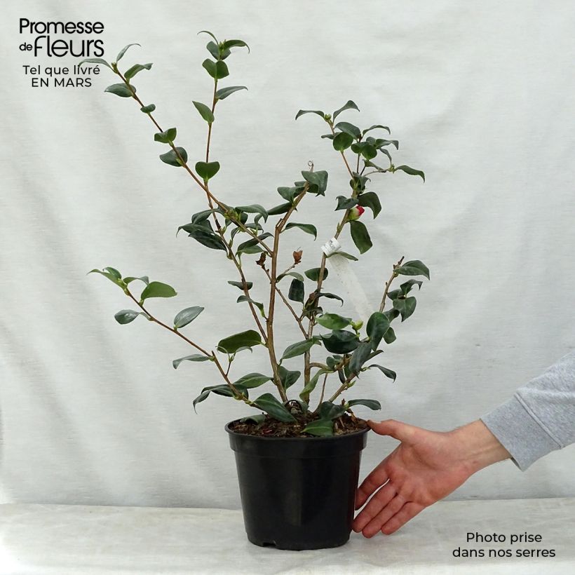 Exemplar von Camellia Bob's Tinsie - Japanische Kamelie Topf mit 4L/5L wie im Frühjahr geliefert