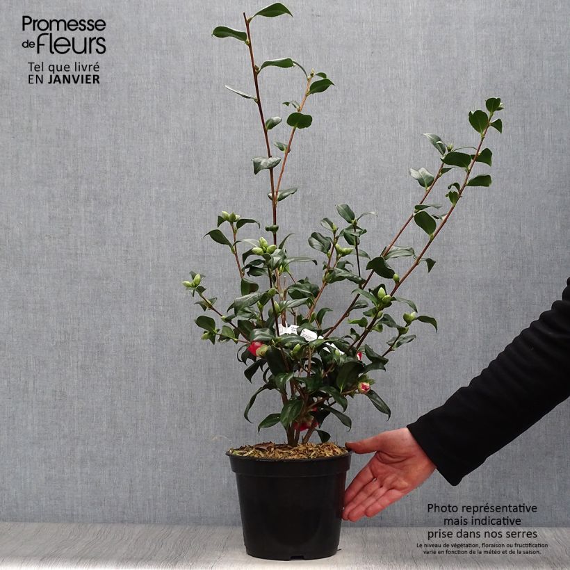 Exemplar von Camellia Bob's Tinsie - Japanische Kamelie Topf mit 4L/5L wie im Winter geliefert