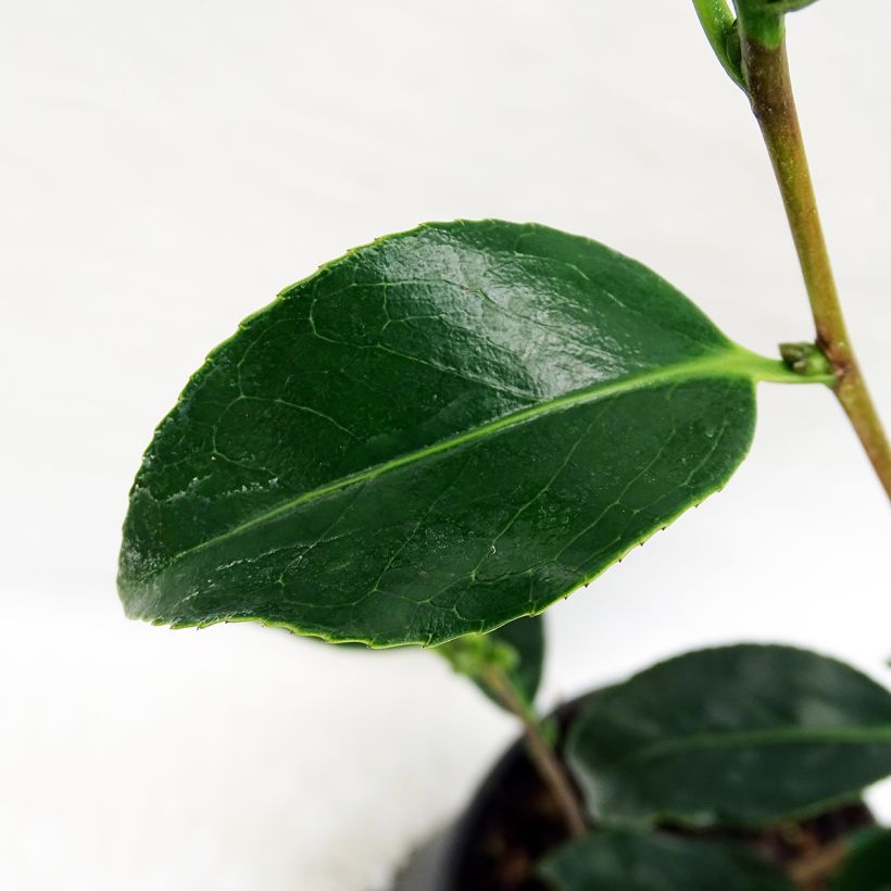Camellia Bokuhan - Japanische Kamelie (Foliage)
