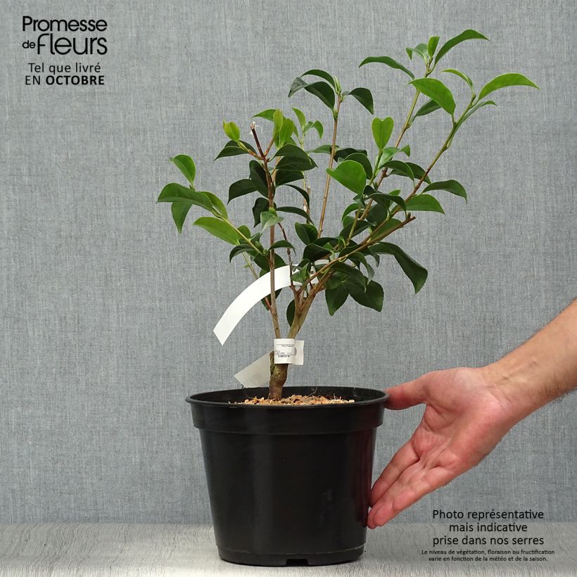 Example of Camellia Bokuhan - Japanische Kamelie Topf mit 3L/4L as you get in automne