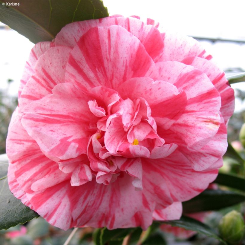 Camellia Comte de Gomer - Japanische Kamelie (Flowering)