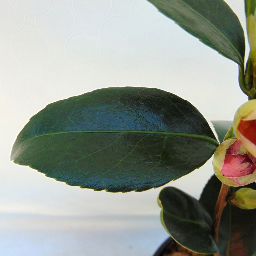 Camellia Coquetti - Japanische Kamelie (Foliage)