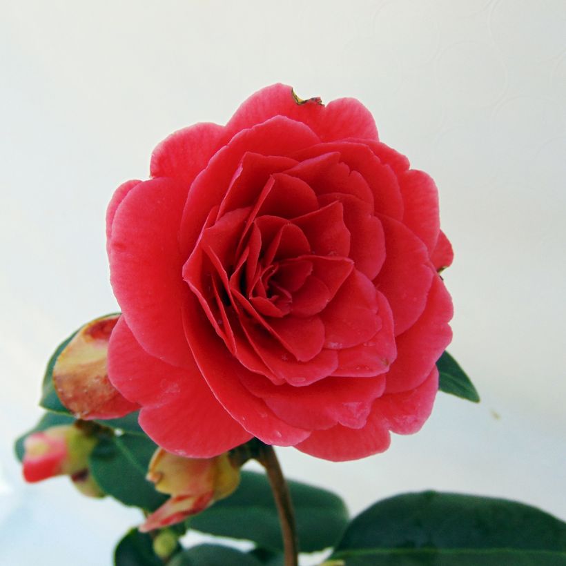 Camellia Coquetti - Japanische Kamelie (Flowering)