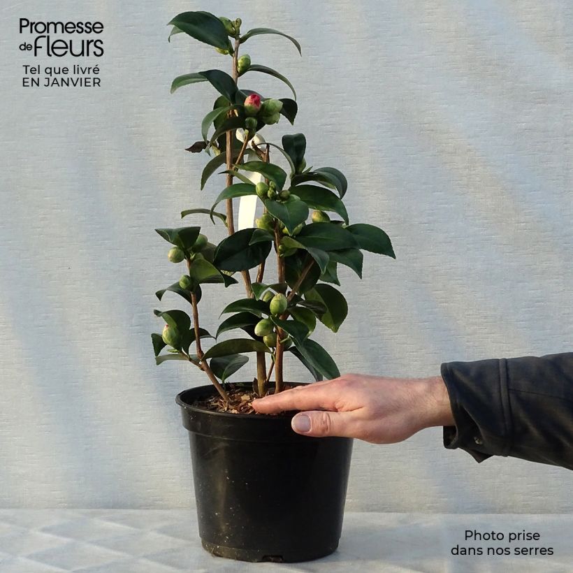 Exemplar von Camellia Coquetti - Japanische Kamelie Topf mit 4L/5L wie im Winter geliefert