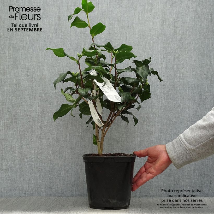 Example of Camellia Dainty California - Japanische Kamelie Topf mit 2L/3L as you get in automne
