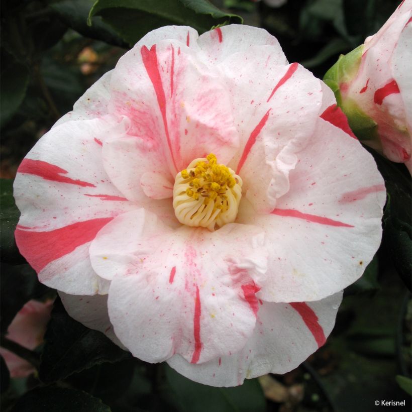 Camellia Dainty California - Japanische Kamelie (Flowering)