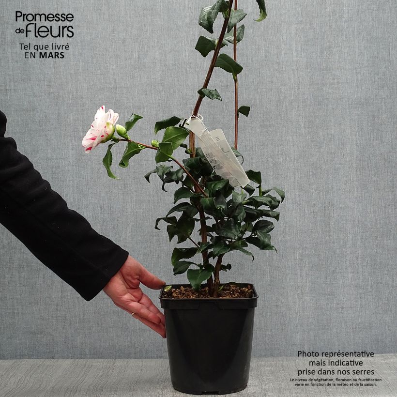 Exemplar von Camellia Dainty California - Japanische Kamelie Topf mit 2L/3L wie im Frühjahr geliefert