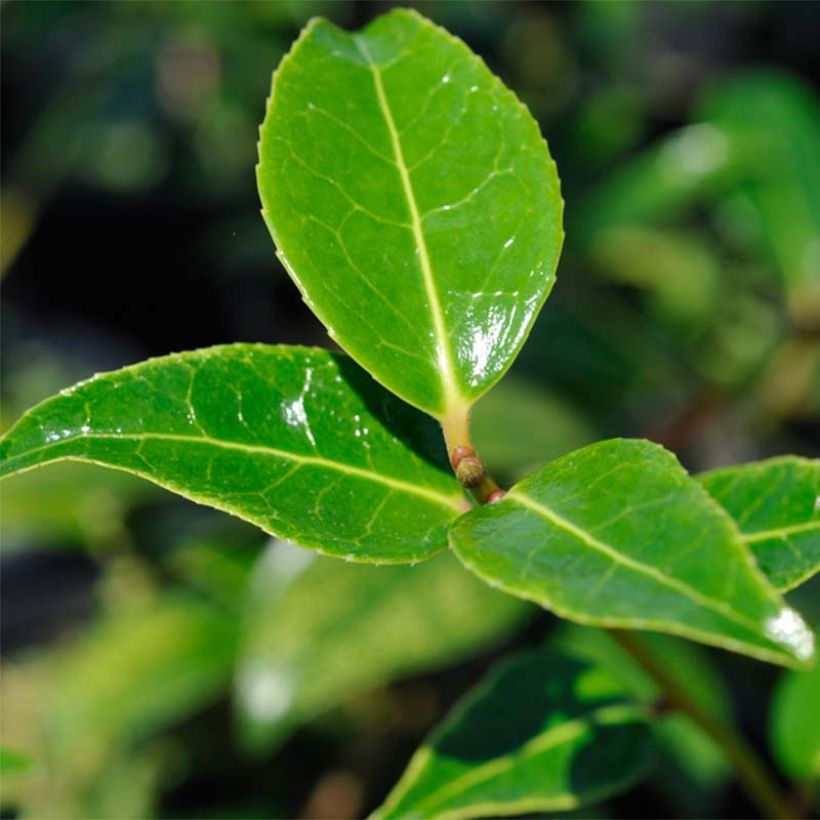 Camellia williamsii Donation - Kamelie (Foliage)