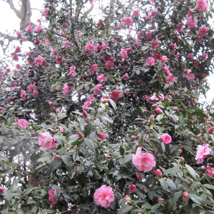 Camellia williamsii Donation - Kamelie (Flowering)