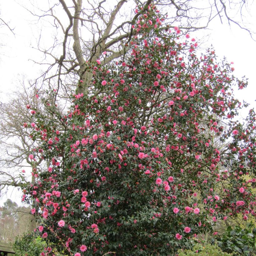 Camellia williamsii Donation - Kamelie (Plant habit)