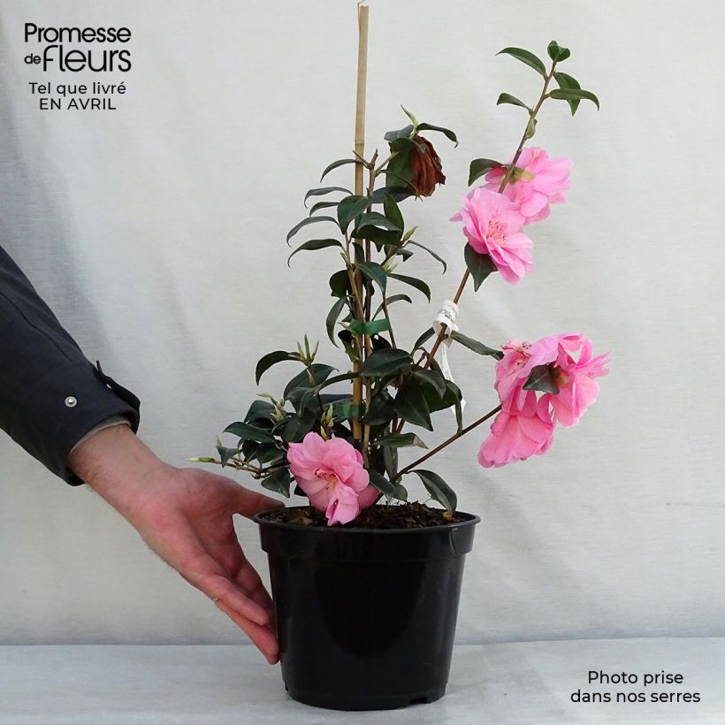 Exemplar von Camellia williamsii Donation - Kamelie Topf mit 2L/3L wie im Frühjahr geliefert