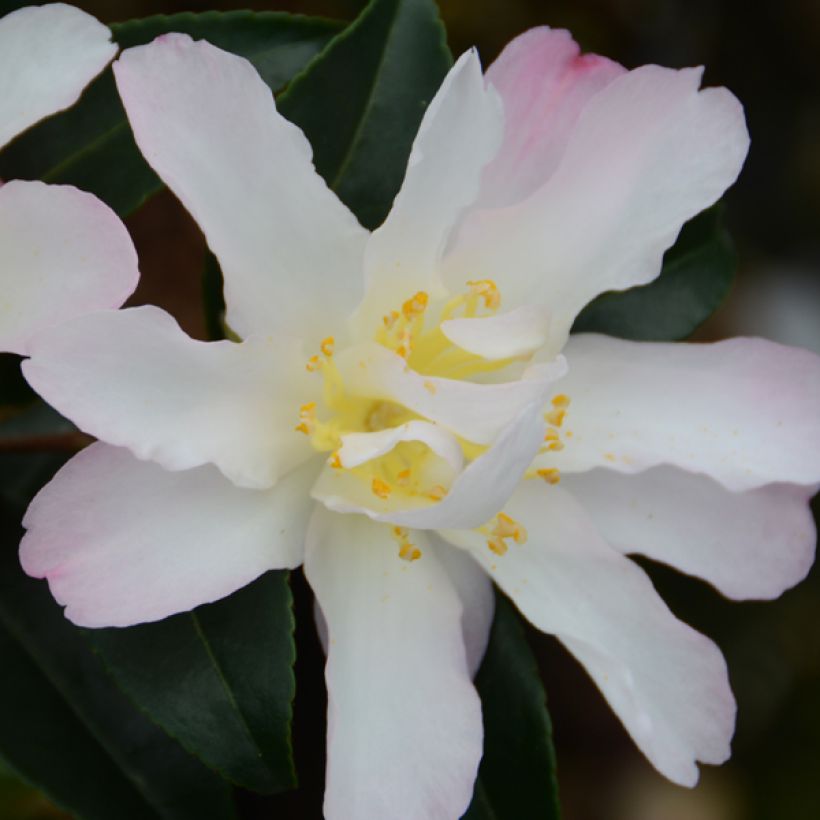 Camellia sasanqua Frosted Star - Herbstblühende Kamelie (Flowering)