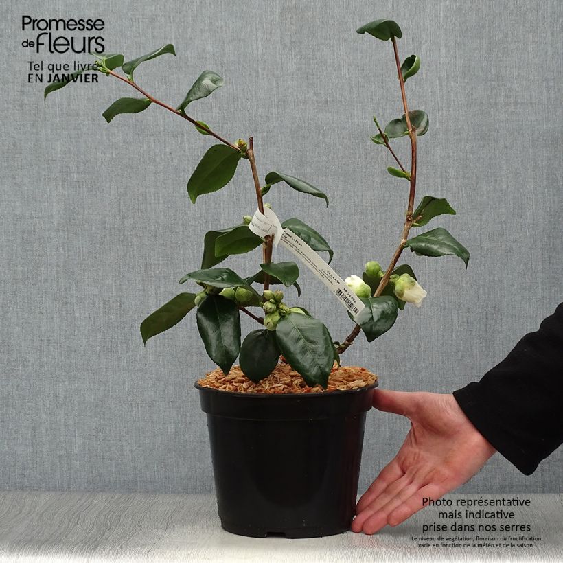Exemplar von Camellia de Higo Fuji - Japanische Kamelie Topf mit 4L/5L wie im Winter geliefert