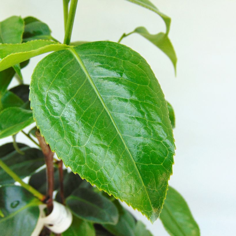 Camellia Hagoromo - Japanische Kamelie (Foliage)
