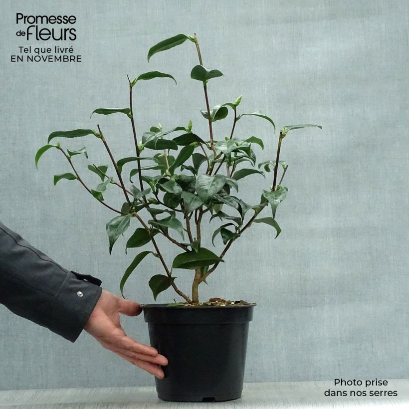 Example of Camellia Hagoromo - Japanische Kamelie Topf mit 4L/5L as you get in automne