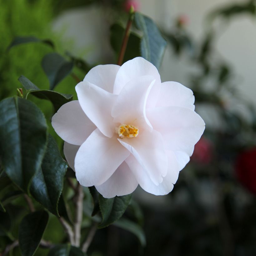 Camellia Hagoromo - Japanische Kamelie (Flowering)