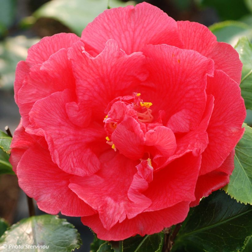 Camellia Holly Bright - Japanische Kamelie (Flowering)