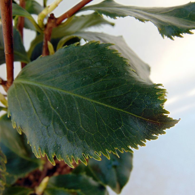 Camellia Holly Bright - Japanische Kamelie (Foliage)