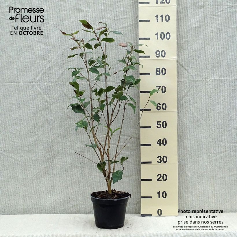 Example of Camellia Holly Bright - Japanische Kamelie Topf mit 4L/5L as you get in automne