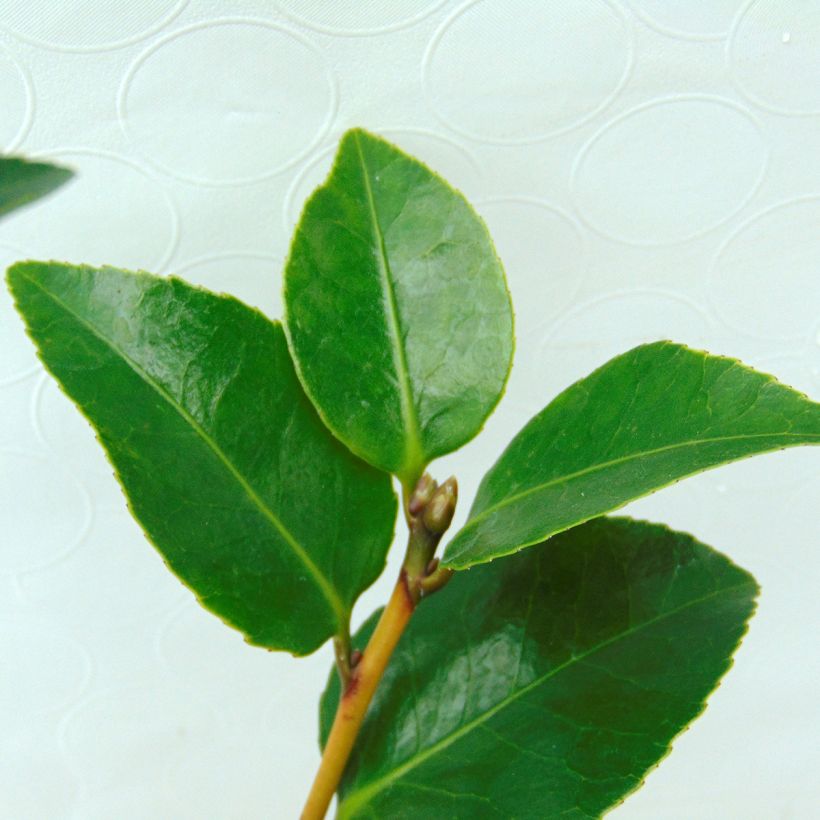 Camellia Il Gioiello - Japanische Kamelie (Foliage)