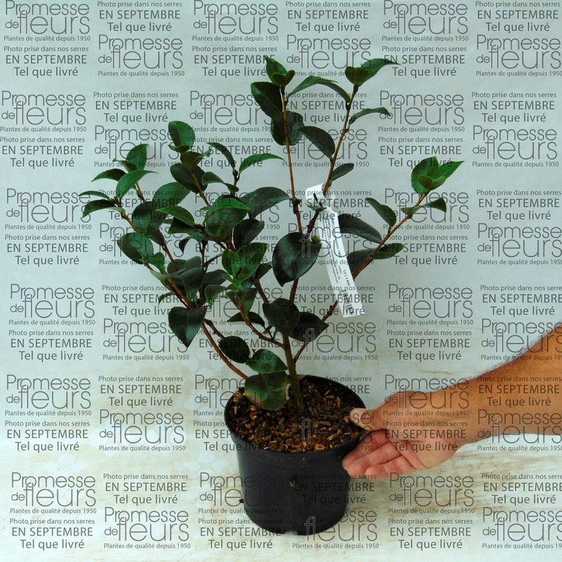Example of Camellia Il Gioiello - Japanische Kamelie Topf mit 2L/3L as you get