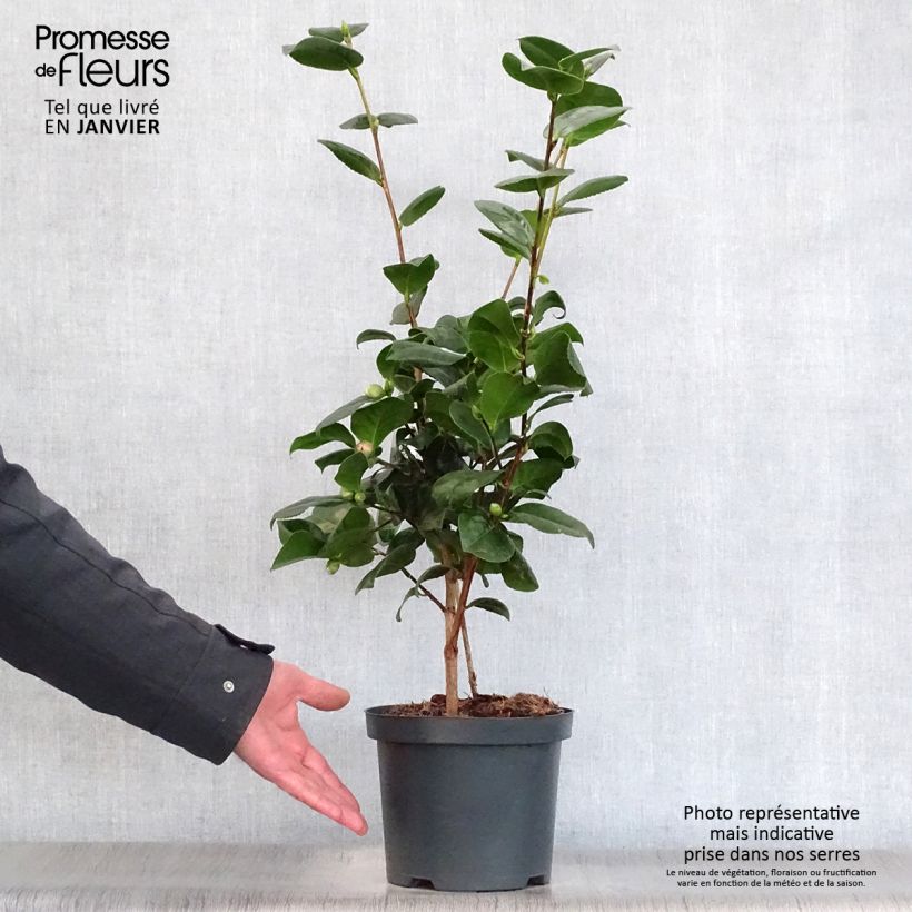 Exemplar von Camellia Lady Campbell - Japanische Kamelie Topf mit 3L/4L wie im Winter geliefert