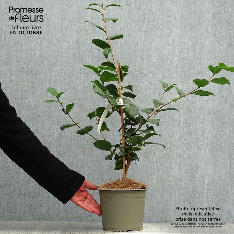 Example of Camellia Lady Campbell - Japanische Kamelie Topf mit 3L/4L as you get in automne
