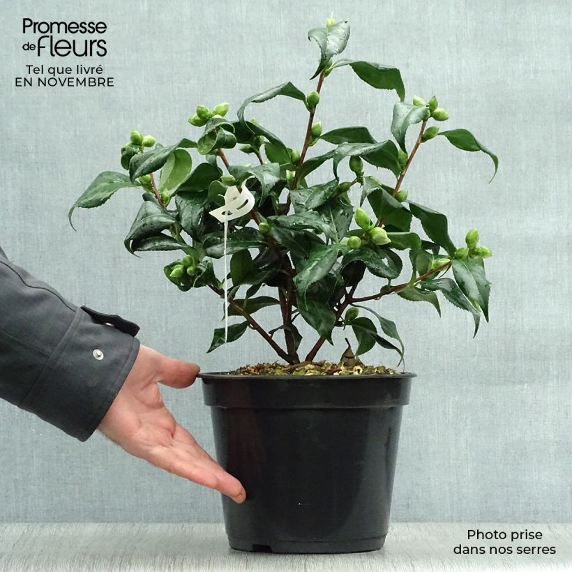 Example of Camellia Lady Vansittart - Japanische Kamelie Topf mit 3L/4L as you get in automne