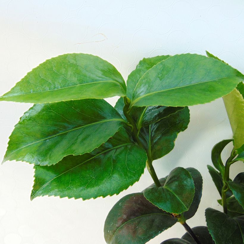 Camellia Lavinia Maggi - Japanische Kamelie (Foliage)