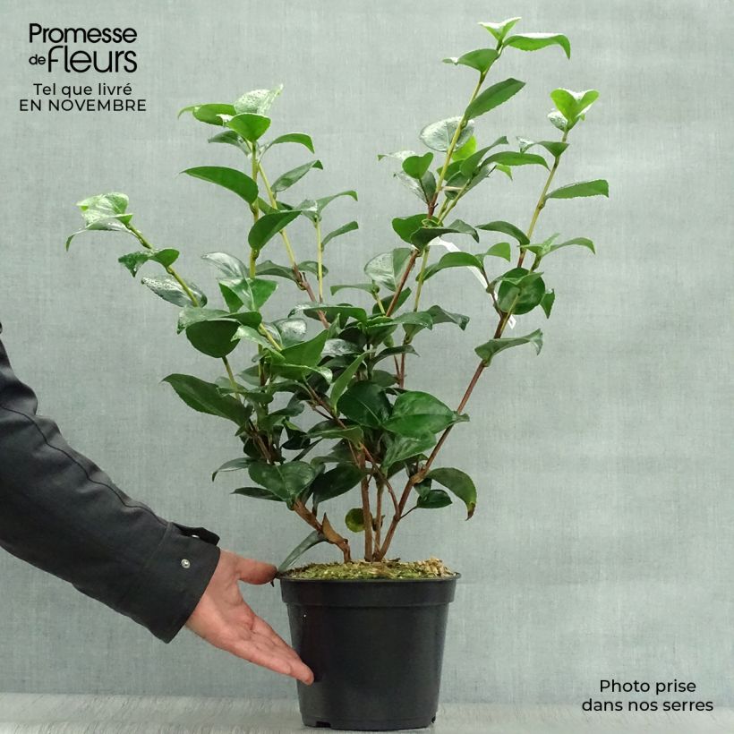 Example of Camellia Lavinia Maggi - Japanische Kamelie Topf mit 3L/4L as you get in automne