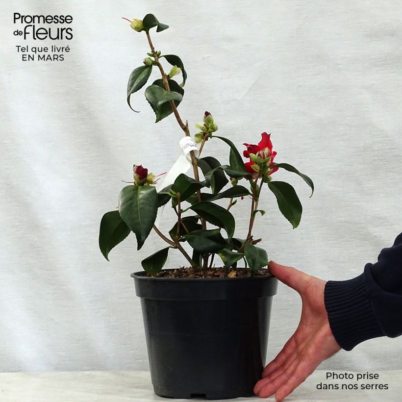 Exemplar von Camellia Lipstick - Japanische Kamelie Topf mit 4L/5L wie im Frühjahr geliefert