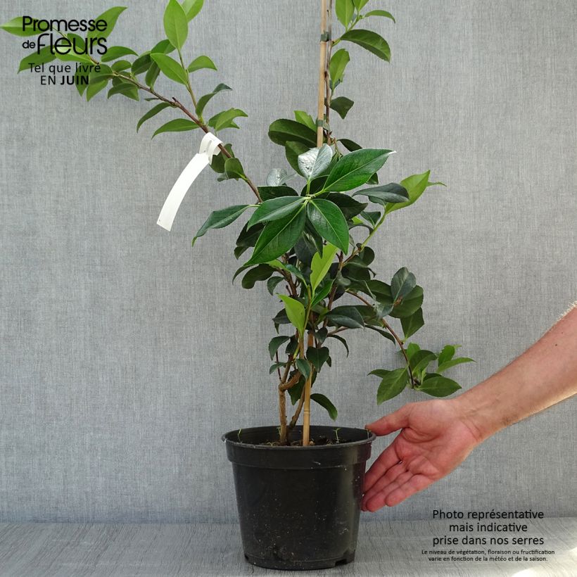 Example of Camellia williamsii Lucky Star - Kamelie Topf mit 4L/5L as you get in ete