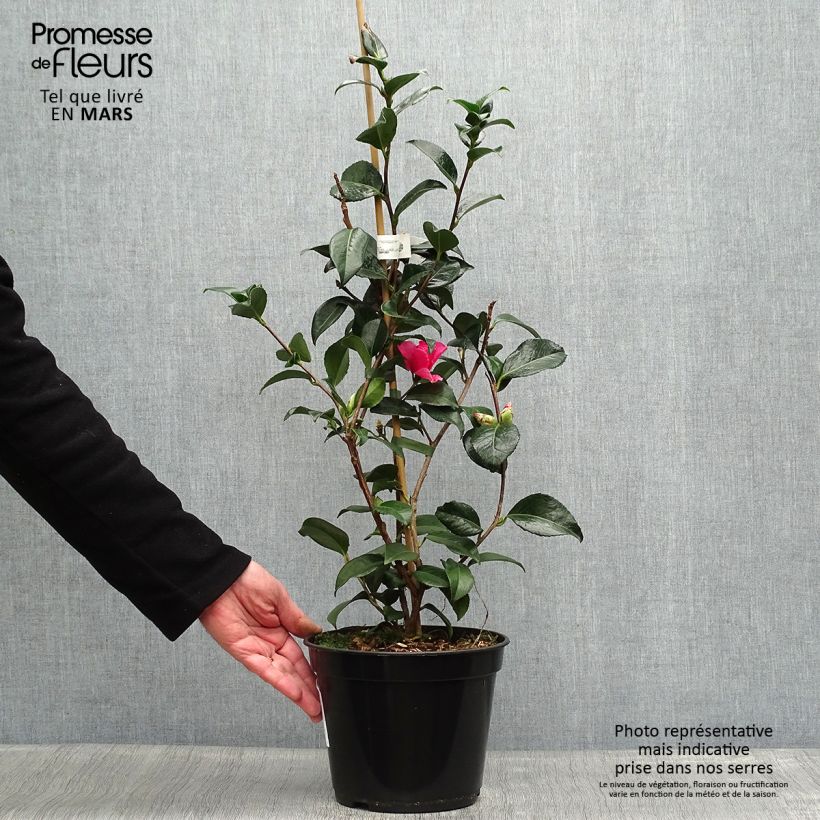 Exemplar von Camellia williamsii Lucky Star - Kamelie Topf mit 4L/5L wie im Frühjahr geliefert