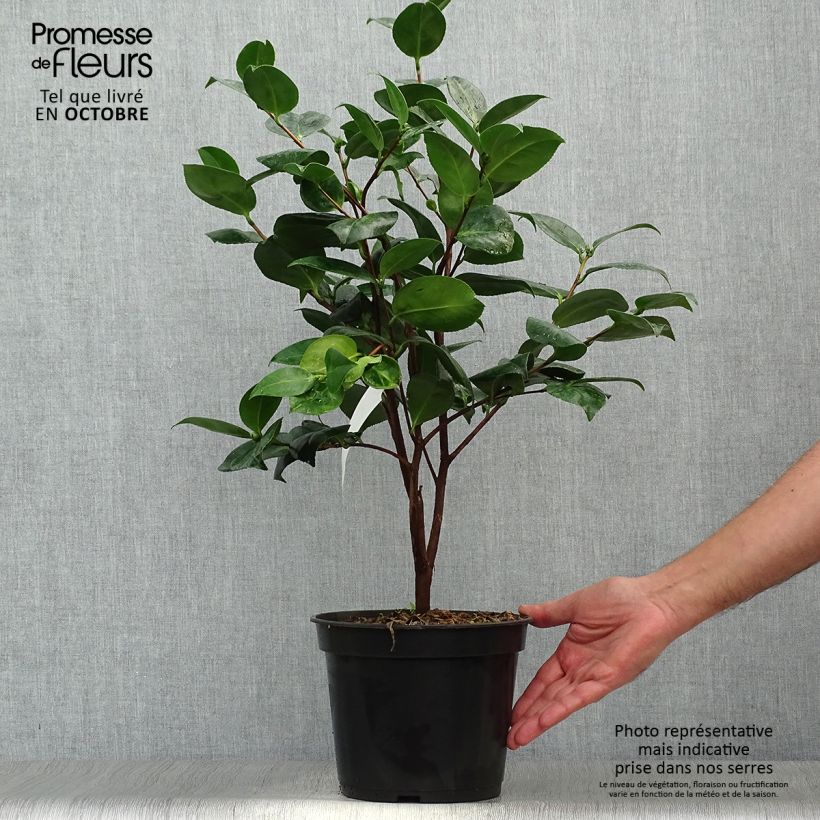 Example of Camellia Margaret Davis - Japanische Kamelie Topf mit 3L/4L as you get in automne